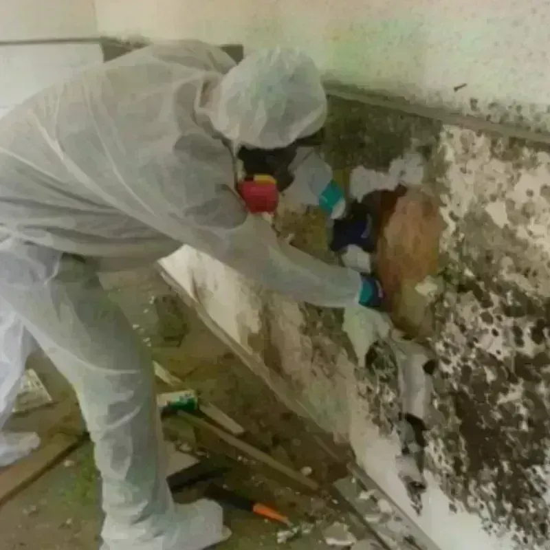 Mold Remediation and Removal in New Baden, IL